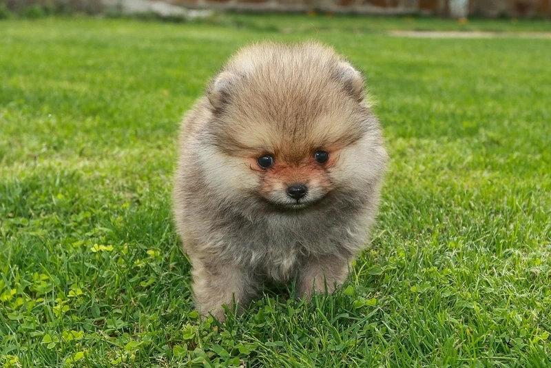 Thả tim ngay với ảnh Phốc Sóc mini cute