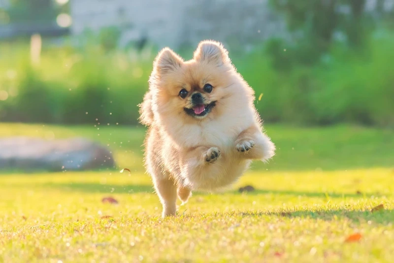 Sự nhỏ nhắn tuyệt vời ở hình Phốc Sóc nhỏ xinh