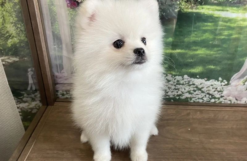 Vẻ ngọt ngào khó cưỡng từ chó Phốc Sóc cute phô mai que
