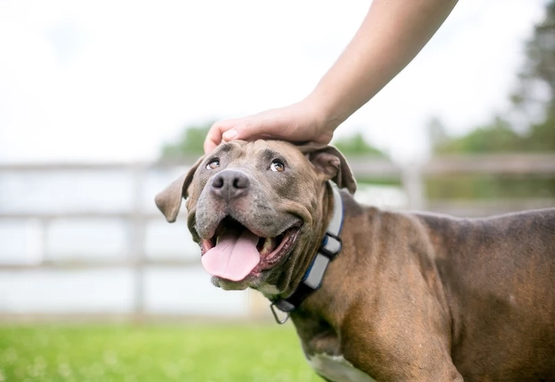 Đặc điểm của chó Pitbull nổi bật ấn tượng