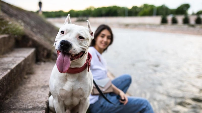 Ngắm hình ảnh chó Pitbull đẹp siêu ấn tượng