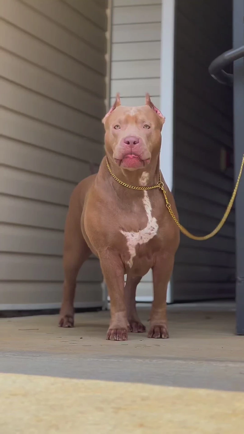 Sức mạnh nổi bật của chó Pitbull cơ bắp