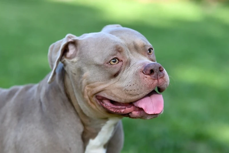 Phong thái ngầu của chó Pitbull ngầu không ai bằng