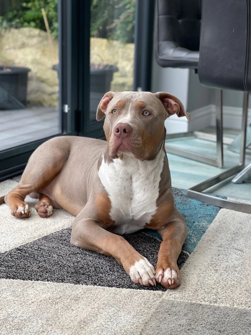 Bé yêu nhà bạn là chó Pitbull con cực đáng yêu