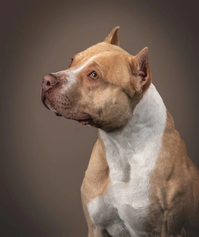 Mọi người đều mê chó Pitbull dễ thương