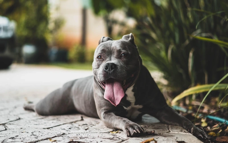 Không thể bỏ qua chó Pitbull cute hôm nay