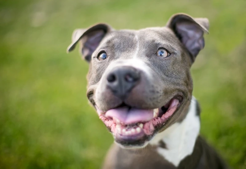 Cười tươi vui vẻ cùng chó Pitbull cười