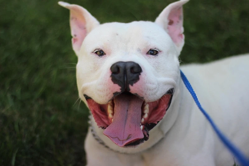 Thể hiện sức mạnh với chó Pitbull dữ dằn