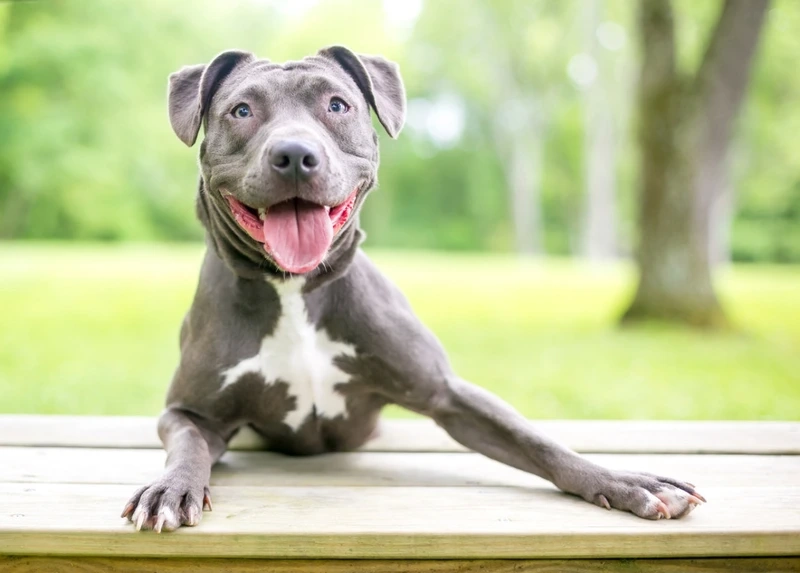 Sắc đẹp hiếm có của chó Pitbull màu xám
