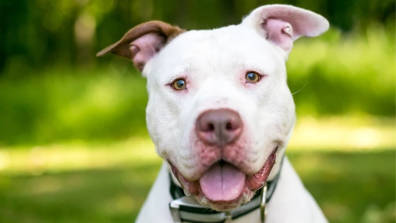 Cười thả ga với meme chó Pitbull hài hước