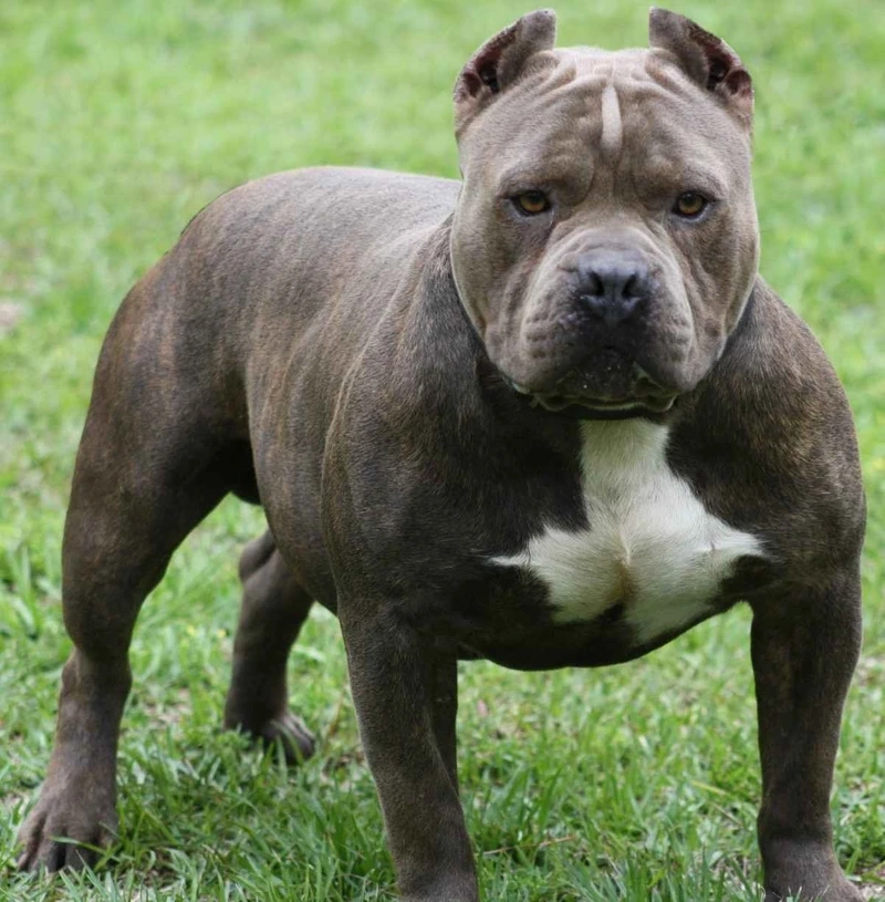 Rèn luyện cơ bắp cùng chó Pitbull tập gym