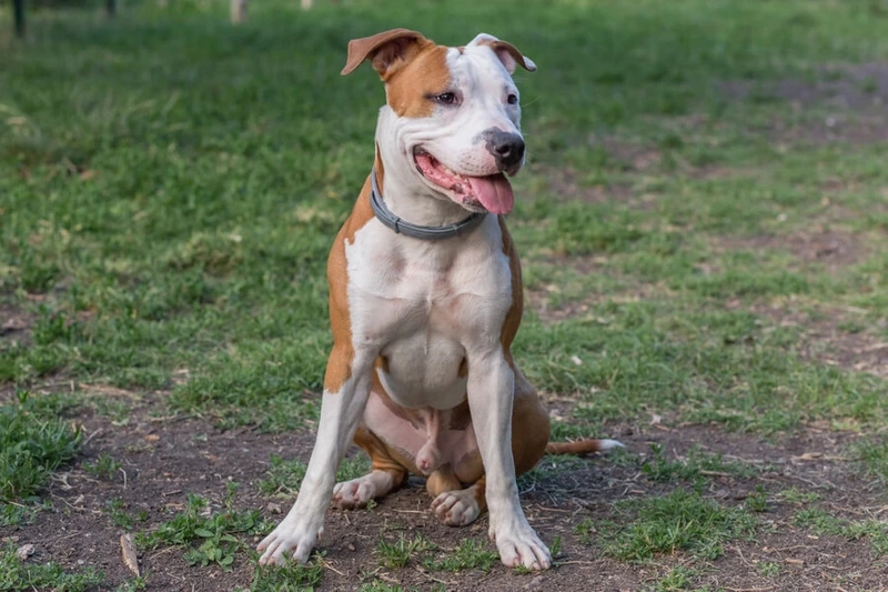 Chọn ngay avatar chó Pitbull cho trang cá nhân