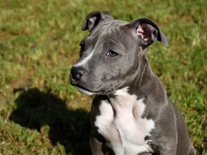 Thư giãn cùng hình nền chó Pitbull đẹp mắt