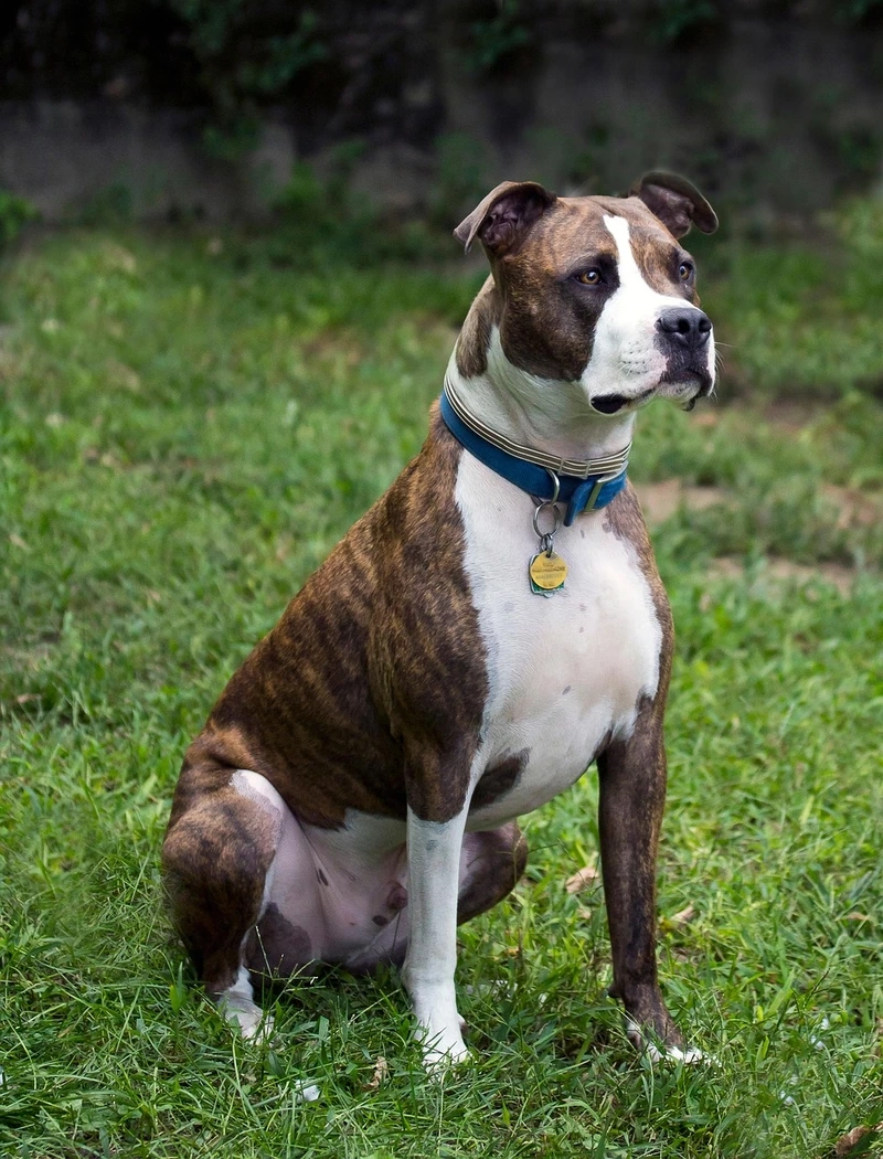 Trung thành tuyệt đối là chó Pitbull trung thành