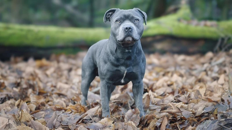 Bảo vệ bạn mọi lúc là chó Pitbull bảo vệ