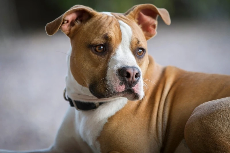 Sức mạnh vượt trội của chó Pitbull mạnh mẽ