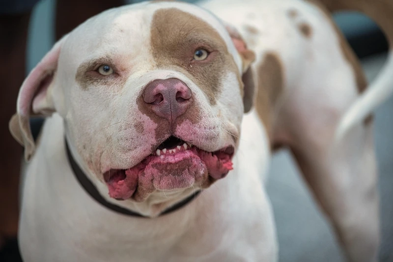 Nhìn là yêu ngay chó Pitbull đáng yêu