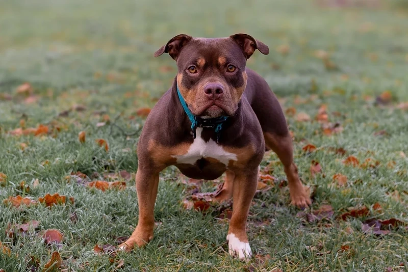 Dòng giống nổi tiếng chó Pitbull Mỹ cực chất