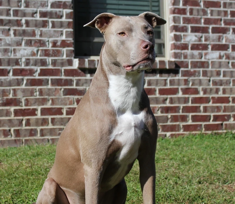 Lưu giữ khoảnh khắc chó Pitbull đáng nhớ