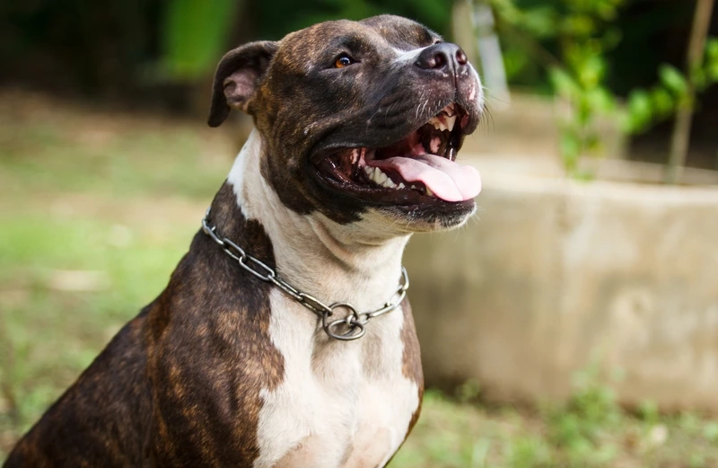 Khám phá vẻ đẹp hình ảnh chó Pitbull đẹp tuyệt vời