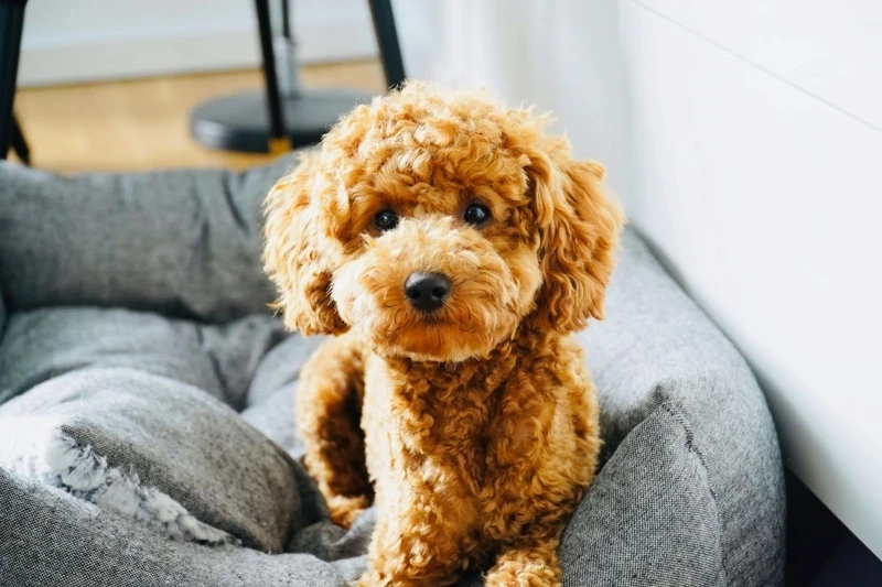 Đặc điểm của chó Poodle dễ thương nổi bật