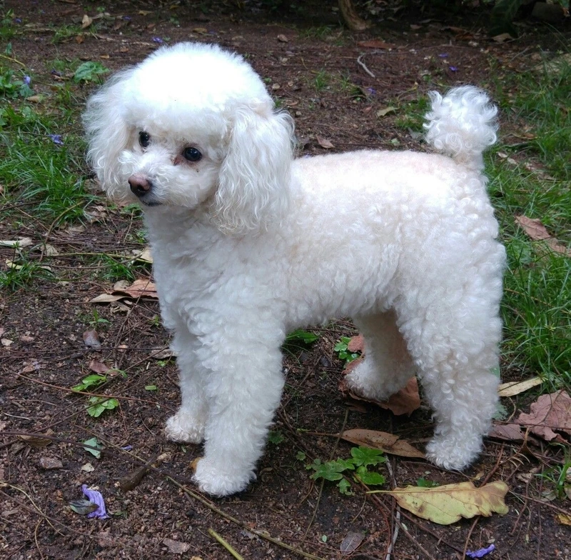 Poodle cực xinh với chó Poodle cute