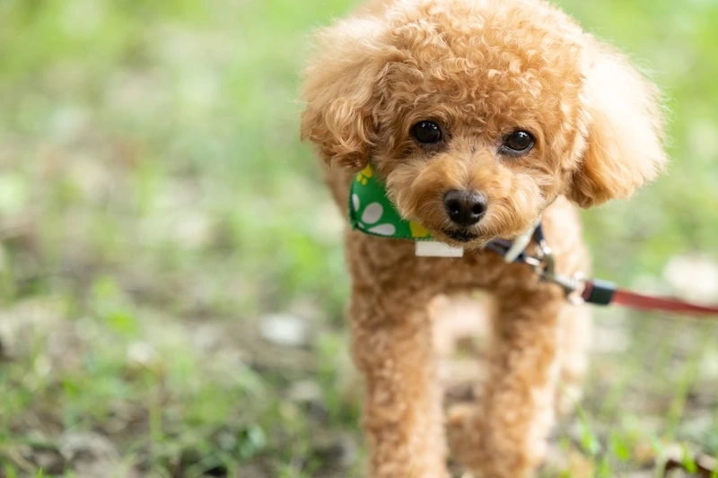 Hình siêu dễ thương của ảnh chó Poodle đẹp