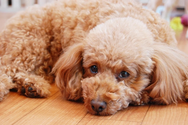 Cuồng quá vẻ đáng yêu từ hình Poodle dễ thương