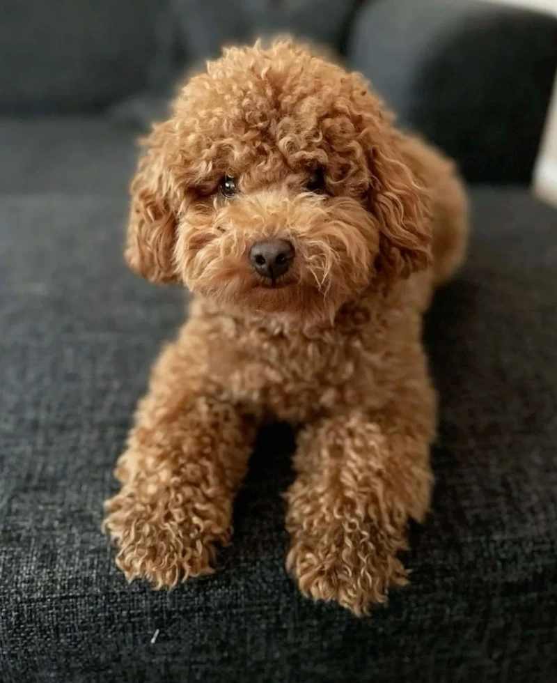 Lông xoăn cực phẩm với hình chó Poodle xoăn