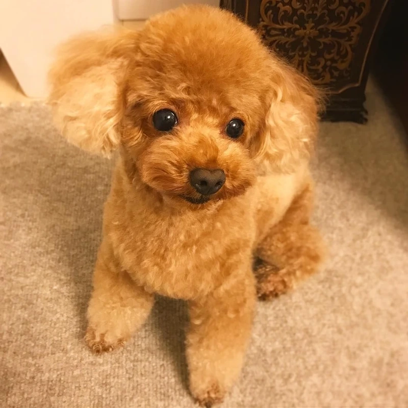 Năng lượng vui nhộn của hình Poodle chơi đùa