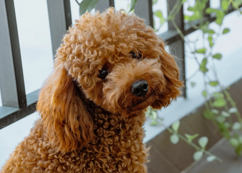 Góc pose thần thái của ảnh Poodle tạo dáng
