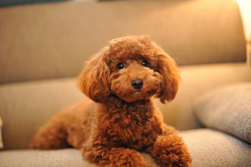 Vẻ đẹp sắc nét siêu đỉnh từ ảnh Poodle 4k