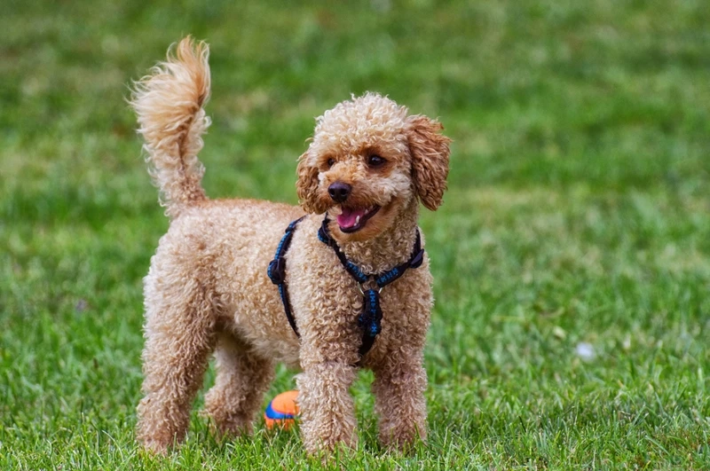 Hình ảnh trong trẻo từ hình Poodle full hd