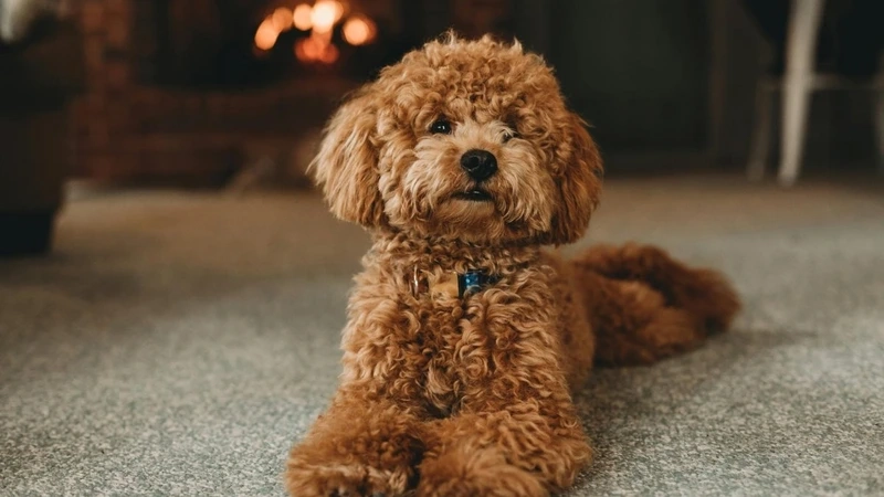 Gương mặt đáng yêu của ảnh Poodle mặt tròn
