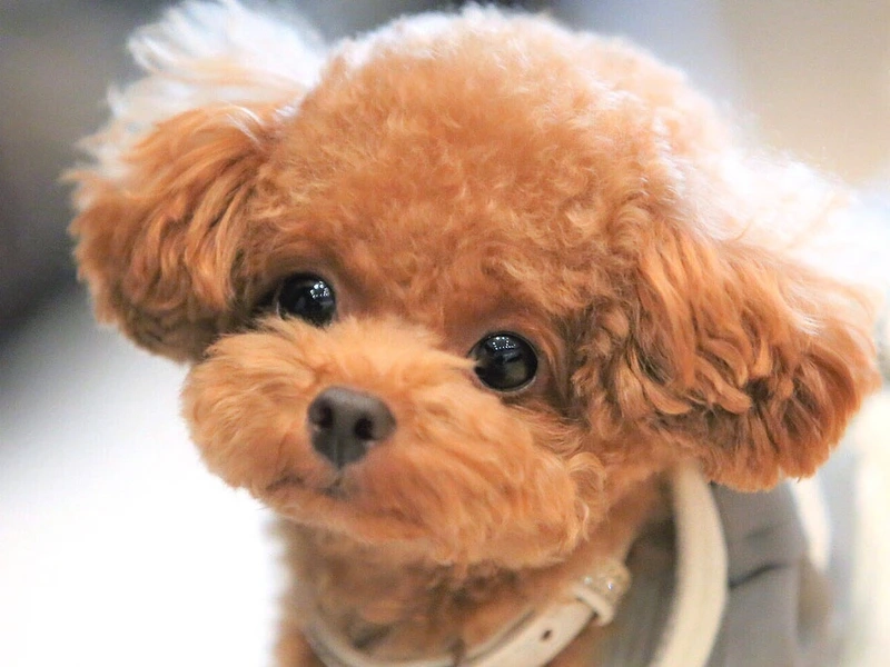 Bé nhỏ cực xinh qua hình Poodle nhỏ xinh