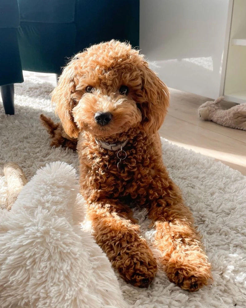 Ngọt lịm dễ cưng với ảnh Poodle baby