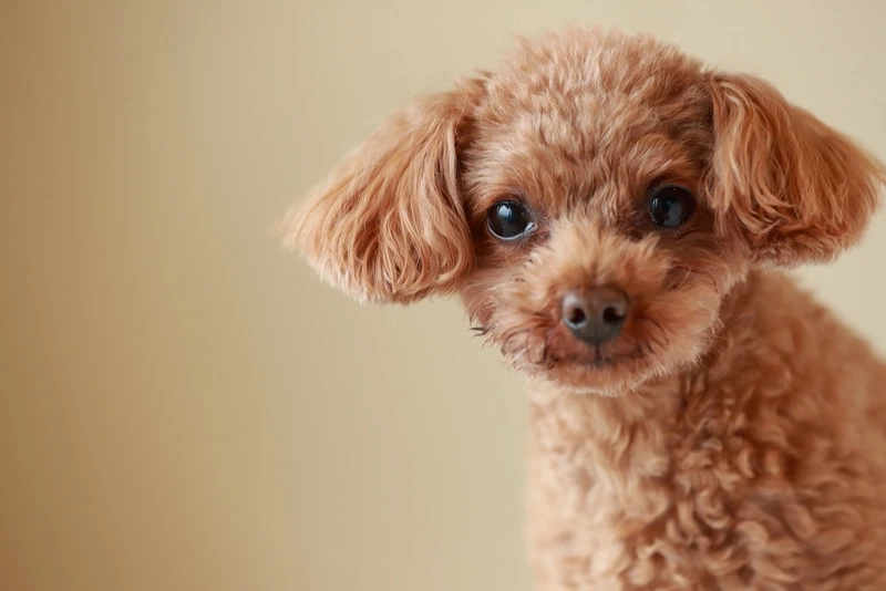 Tan chảy khi ngắm ảnh Poodle dễ thương
