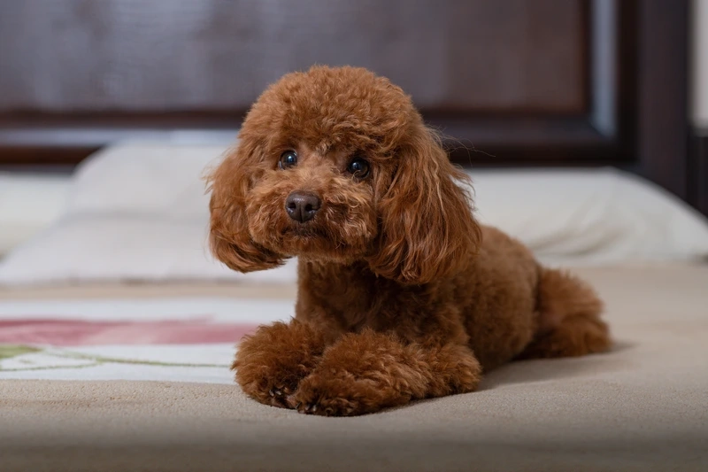 Đáng yêu hết nấc cùng ảnh Poodle đáng yêu