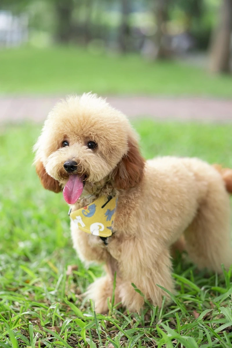 Vẻ ngoài tinh khôi từ hình chó Poodle mini đẹp