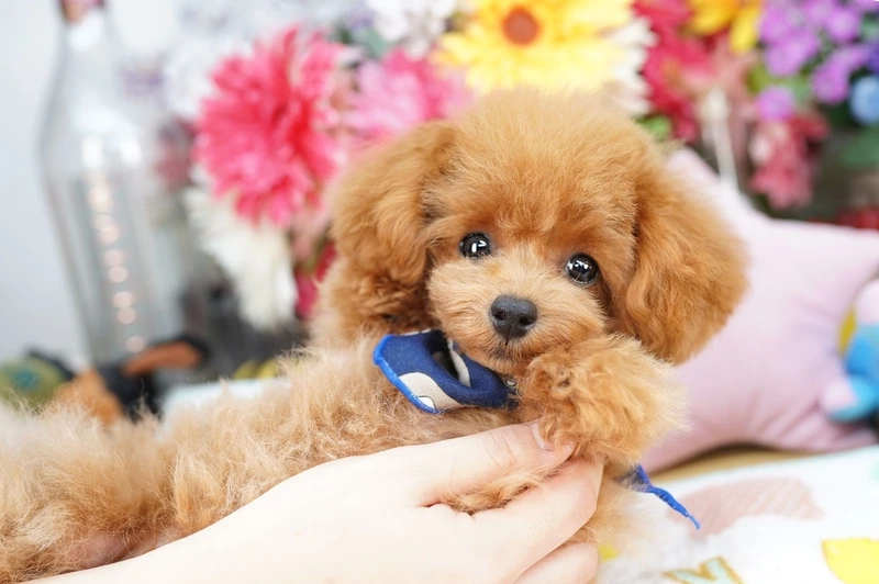 Bé cưng siêu dễ thương với ảnh chó Poodle dễ thương