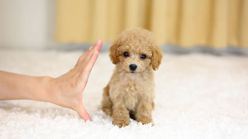 Poodle pose cực chất qua chó Poodle tạo dáng