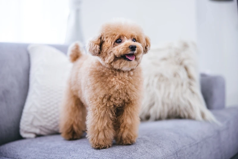 Càng nhìn càng mê chó Poodle chân ngắn