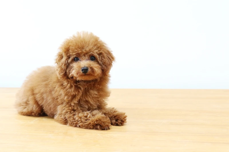 Dáng nhỏ xinh của chó Poodle mini
