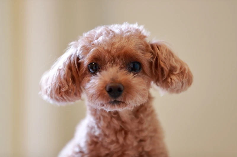 Mái lông xoăn đẹp mê từ chó Poodle lông xoăn