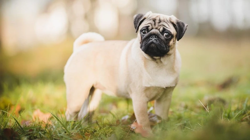 Đặc điểm của chó Pug dễ thương và thú vị