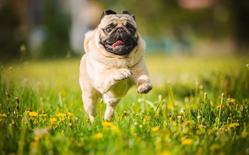 Ngắm vẻ dễ thương hết mức của ảnh chó Pug đáng yêu
