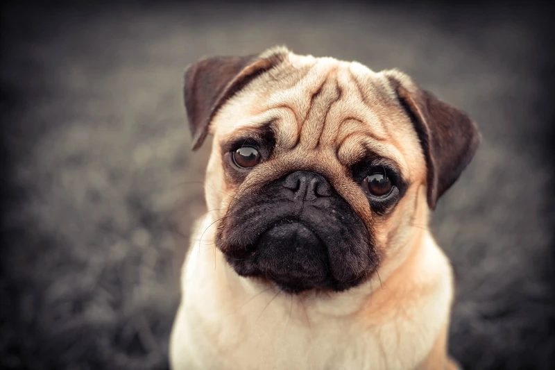 Gương mặt ngộ nghĩnh của chó Pug mặt xệ