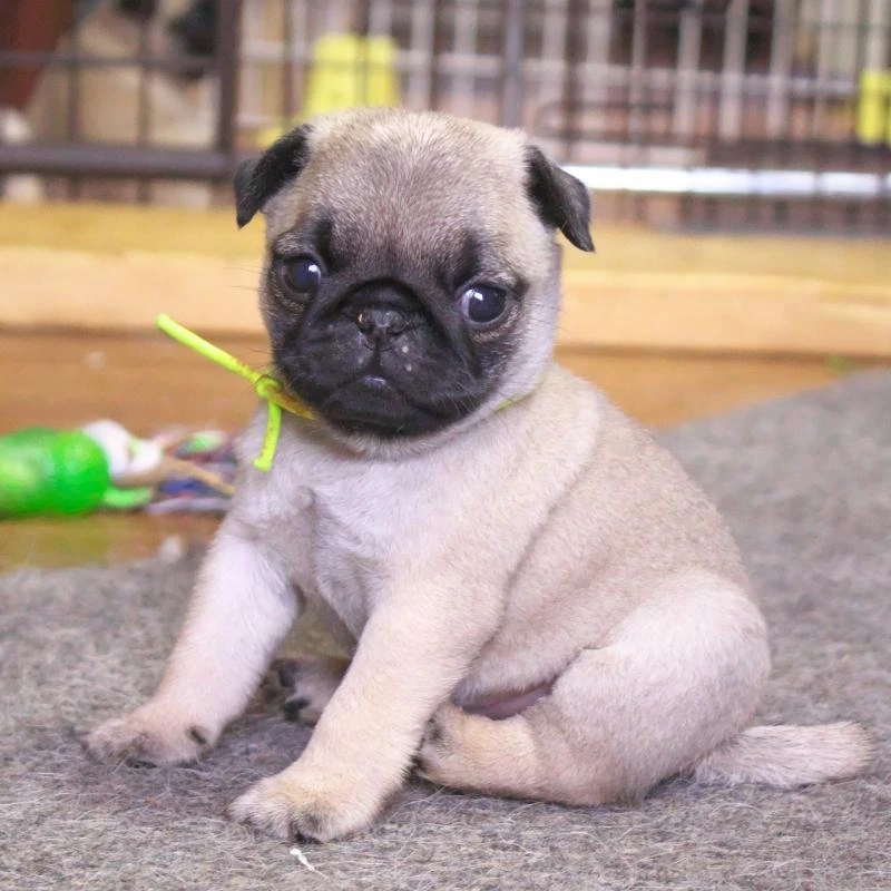 Tan chảy với nét cưng xỉu của chó Pug cute