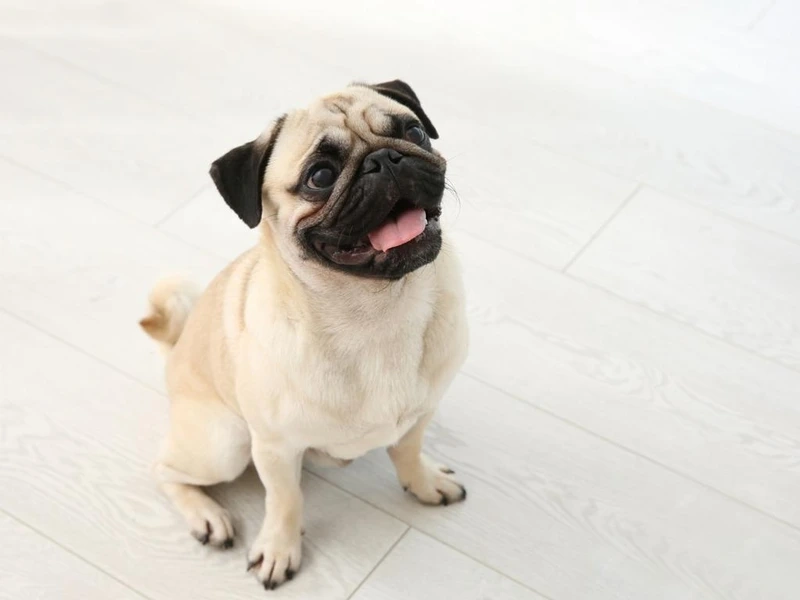 Dáng tròn đáng yêu của chó Pug mũm mĩm
