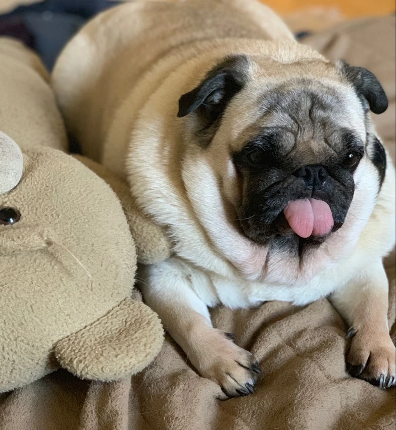 Ngộ nghĩnh hết nấc như chó Pug béo ú